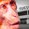 Tucu profil fotoğrafı