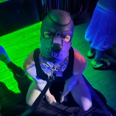 pup_aello's profile picture