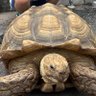 Profilbild von あんバターぱん