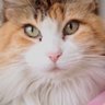 Kupi's profile picture