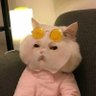 رغوده🐈's profile picture