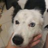 Fer profil fotoğrafı