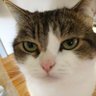 はんなり's profile picture