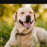 Dog with computer's profile picture