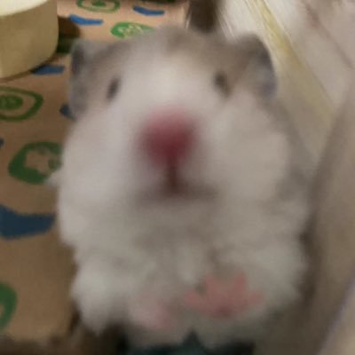 Palacesisi's profile picture
