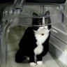 milkcatmaster 的头像
