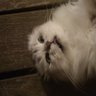 Daev Spur profil fotoğrafı