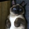 みねいち🇺🇦🇯🇵🇮🇱 的头像