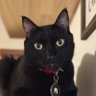 TechCat 的头像
