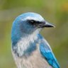 Scrub Jay 的头像