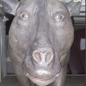 Sapoperrotres's profile picture