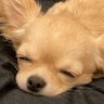 パパ大好きアカウント's profile picture