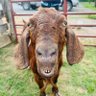 Goat Lives Matter profil fotoğrafı