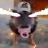 Profilbild von andoid