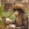 Elon Monkey's profile picture