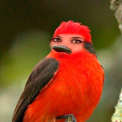 zelingpajarea's profile picture