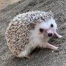 そにっく🌱🦔's profile picture