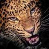JJ's profile picture
