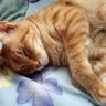 闍皇西蒙 profil fotoğrafı