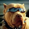 Pitbull Do Samba profil fotoğrafı