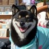 ふさこ 的头像
