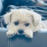 mosie 3.0 🇺🇸❤️🤍💙's profile picture