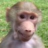 Фото профиля monkey man