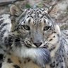 ササアキ profil fotoğrafı