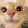 Profilbild von WeirdCORE