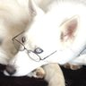 Mimikyu profil fotoğrafı