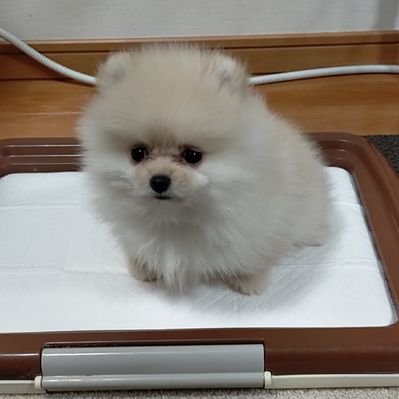 ポメラニアンのとろろ's profile picture