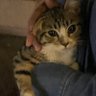 Tahani profil fotoğrafı