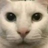 Mike profil fotoğrafı