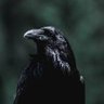 Karga's profile picture