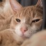 Chunky's profile picture