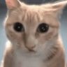 The Cat 🏳️‍🌈's profile picture