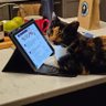 PJ (neighborhood 😸collector) profil fotoğrafı