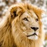 Profilbild von LionCross