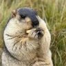 Profilbild von MMJ