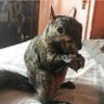 Фото профиля Mike 🐿️🇺🇸⛳🇺🇸🥃🇺🇸🥓🇺🇲🍔🇺🇲