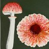 Chise san profil fotoğrafı