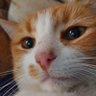 Profilbild von LyzanderXV