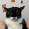tittyclapper's profile picture