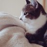 みーちゃん✩.*˚🐈🐾 profil fotoğrafı