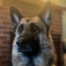 runnerlane's profile picture