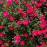 Rose profil fotoğrafı