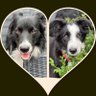 Dexter & Mollie Collies profil fotoğrafı