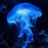 Profilbild von jellyfishwantobefree🪼