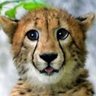 こまいぬ profil fotoğrafı
