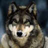 Фото профиля Wolfie